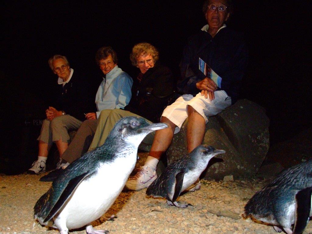 Low Head Penguin Tour Tasmania Australia